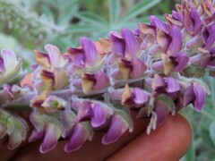 Lupinus leucophyllus