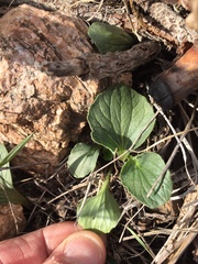 Viola purpurea quercetorum