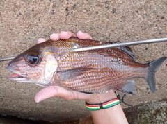 Haemulon carbonarium