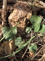 Viola purpurea quercetorum