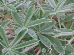 Lupinus leucophyllus