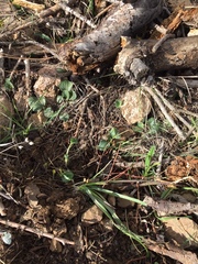 Viola purpurea quercetorum