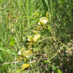 Aneilema aequinoctiale