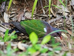 Chalcophaps longirostris