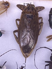 Lethocerus medius
