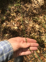 Chasmanthium sessiliflorum