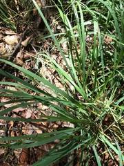 Chasmanthium sessiliflorum