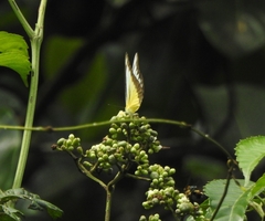 Appias lyncida