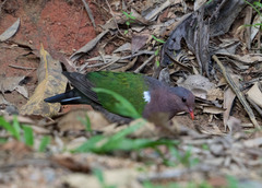 Chalcophaps longirostris