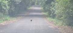 Caracara plancus cheriway