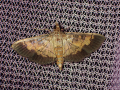 Uresiphita