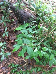 Ditrysinia fruticosa