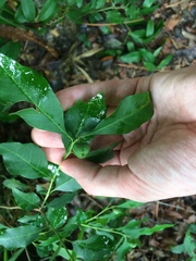 Ditrysinia fruticosa