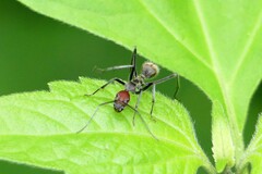 Camponotus singularis