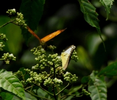 Appias lyncida