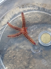 Coscinasterias tenuispina