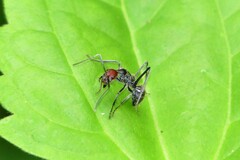 Camponotus singularis