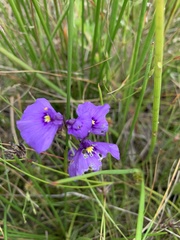 Utricularia beaugleholei