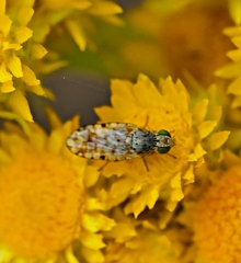 Austrotephritis pelia