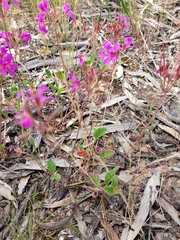 Pelargonium rodneyanum