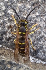 Vespula flaviceps