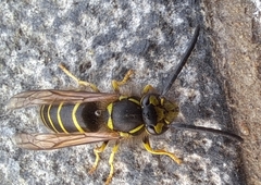 Vespula flaviceps