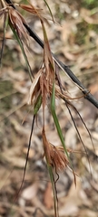 Themeda