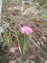 Dianthus micropetalus