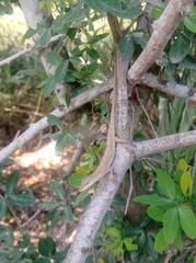 Anolis sericeus