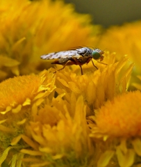 Austrotephritis pelia