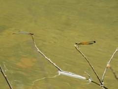 Prodasineura verticalis