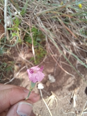 Dianthus micropetalus
