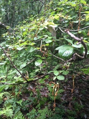 Rhododendron serrulatum