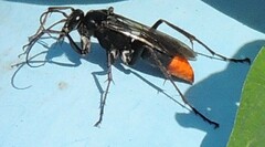 Tachypompilus analis