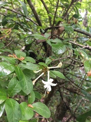 Rhododendron serrulatum