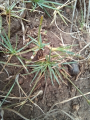 Dianthus micropetalus