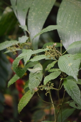 Palicourea cyanococca