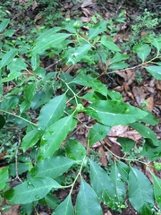 Ditrysinia fruticosa