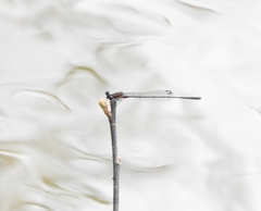 Prodasineura verticalis