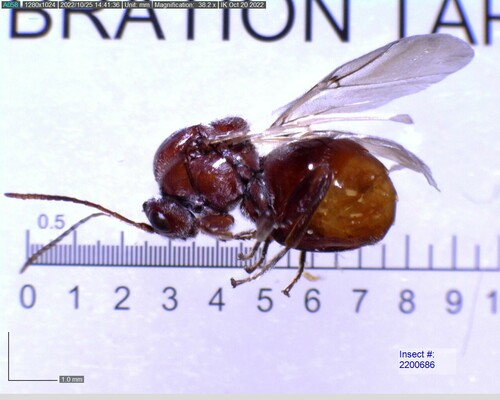 California Gall Wasp