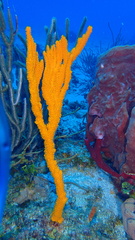 Ptilocaulis walpersii