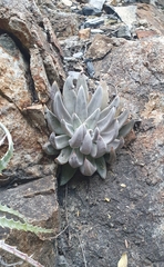 Echeveria tolimanensis