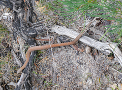 Pygopus lepidopodus