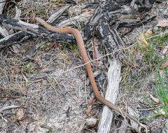 Pygopus lepidopodus