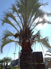 Dypsis decaryi