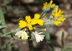 Psilostrophe gnaphalodes