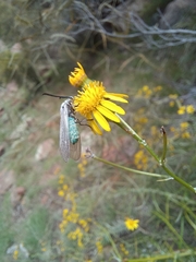 Zygaenoidea