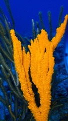 Ptilocaulis walpersii