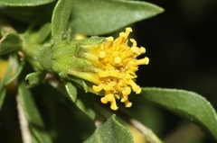 Flourensia cernua
