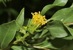 Flourensia cernua